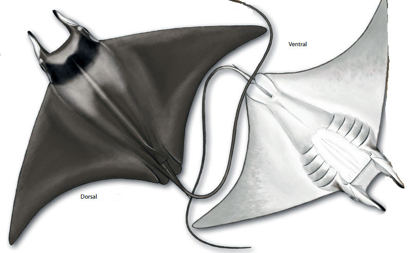 Mobula mobular04.jpg
